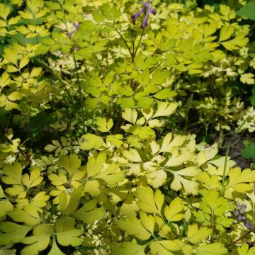 Corydalis Berry Exciting - Hybrid Corydalis