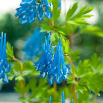 Corydalis Craigton Blue