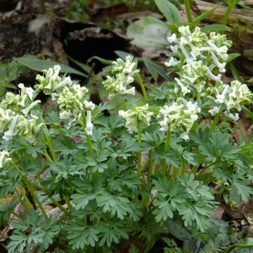 Corydalis solida White Swallow