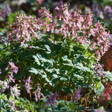 Corydalis solida ssp. solida