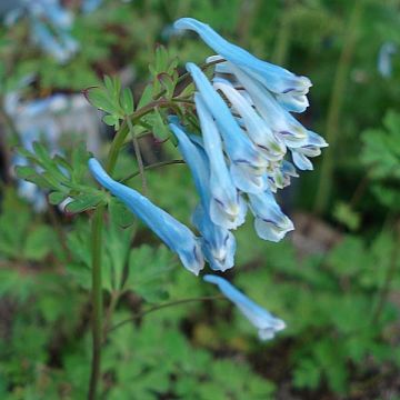 Corydalis flexuosa Blue Panda