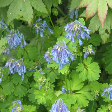 Corydalis flexuosa Purple Leaf