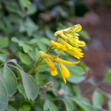 Corydalis lutea