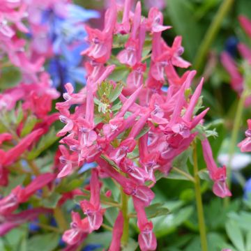 Corydalis solida G.P. Baker