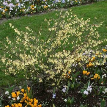 Corylopsis pauciflora - Faux noisetier