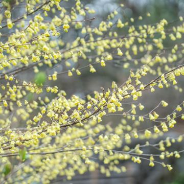 Corylopsis pauciflora