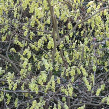 Corylopsis spicata