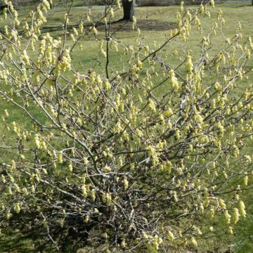 Corylopsis sinensis var. sinensis Spring Purple