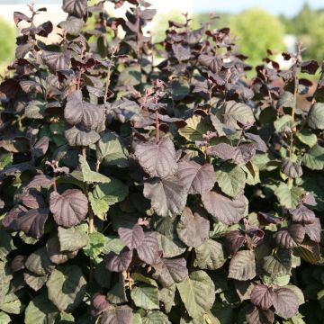 Corylus avellana Anny's Red Dwarf - Common hazel