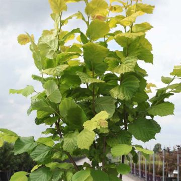 Corylus avellana Aurea - Common Hazel