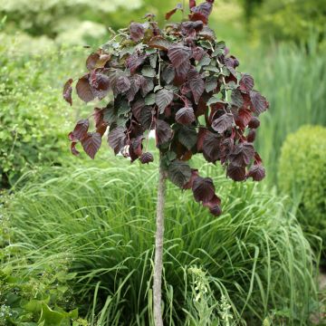 Corylus avellana Purple Umbrella - Hazel