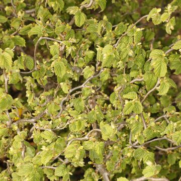 Corylus avellana Twister - Common Hazel