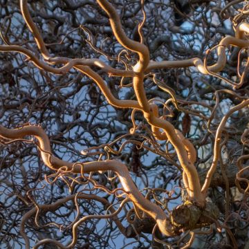 Corylus avellana Medusa - Common Hazel