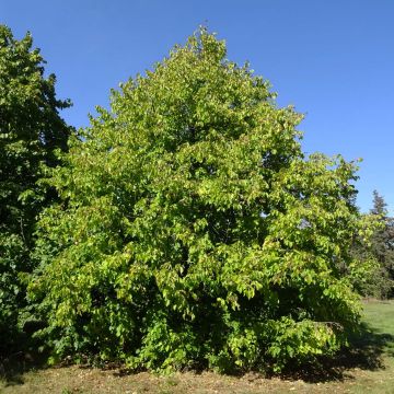 Corylus colurna - Noisetier de Bysance