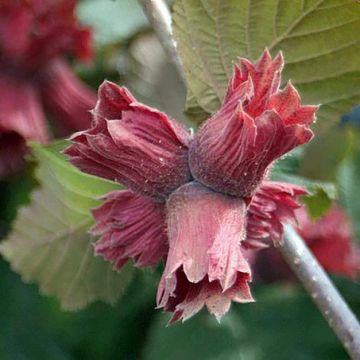 Corylus maxima Juningia - Red Filbert