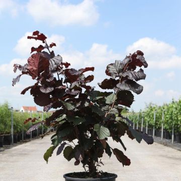 Corylus maxima Purpurea - Red Filbert