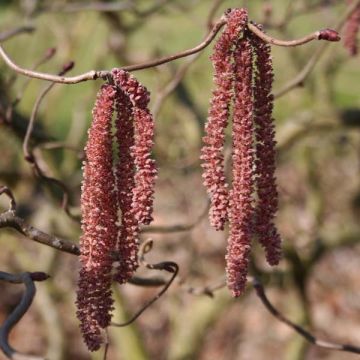 Corylus avellana Red Majestic - Common Hazel