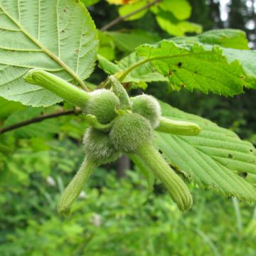 Corylus colurna - Noisetier de Bysance