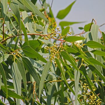 Eucalyptus citriodora