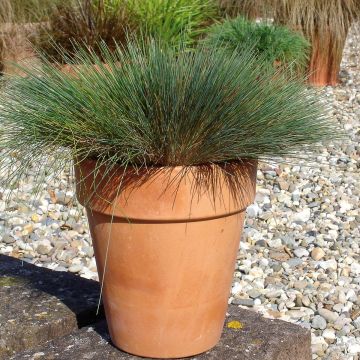 Corynephorus canescens Spiky Blue - Sand fescue