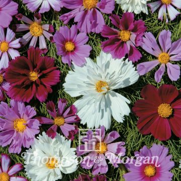 Cosmos Double All Sorts Mixed Seeds - Cosmos bipinnatus