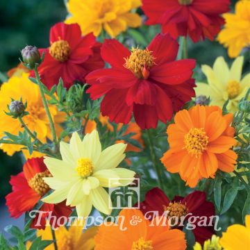 Cosmos Brightness Mixed Seeds - Cosmos sulphureus