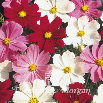 Cosmos Gazebo Mixed Seeds - Cosmos bipinnatus