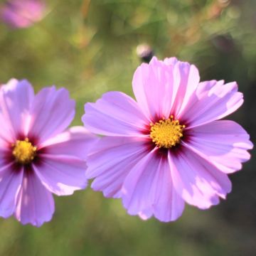 Cosmos Sensation Radiance - Cosmos bipinnatus seeds