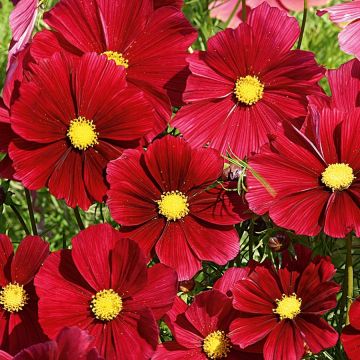 Cosmos Rubenza Carmine Red plugs - Garden Cosmos