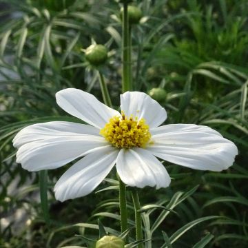 Cosmos bipinnatus Sonata White