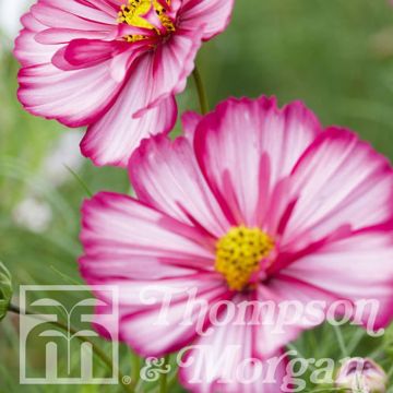 Cosmos Sweet Sixteen Seeds - Cosmos bipinnatus