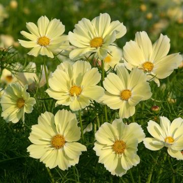 Cosmos bipinnatus Xanthos - Garden Cosmos