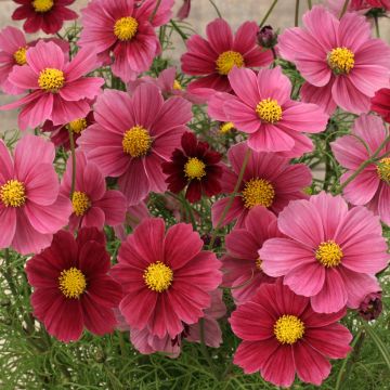 Graine de Cosmos Antiquity - Cosmos bipinnatus Graine de Cosmos Antiquity - Cosmos bipinnatus