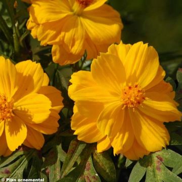 Cosmos sulphureus Cosmic Yellow - Sulfur Cosmos