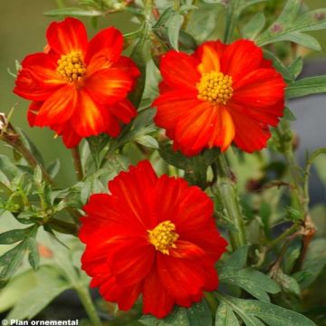 Cosmos sulphureus Cosmic Red - Sulfur Cosmos