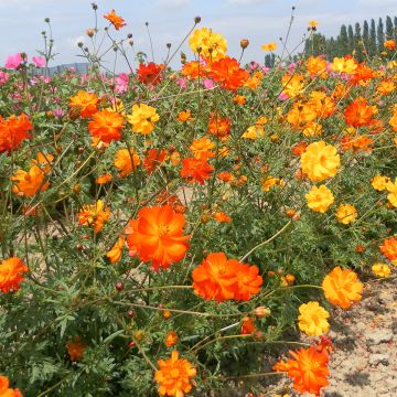 Cosmos sulphureus Polidor - Sulfur Cosmos