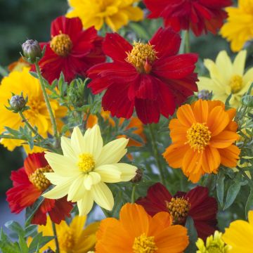 Cosmos Brightness mixed Cosmos Brightness mixed