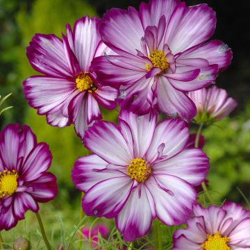 Cosmos bipinnatus Sweet Sixteen - Cosmos bipenné Cosmos bipinnatus Sweet Sixteen - Cosmos bipenné