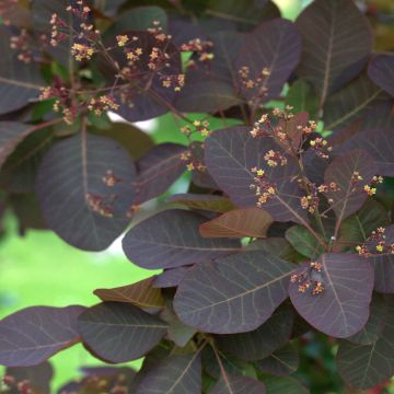 Cotinus Grace - Smoke Bush