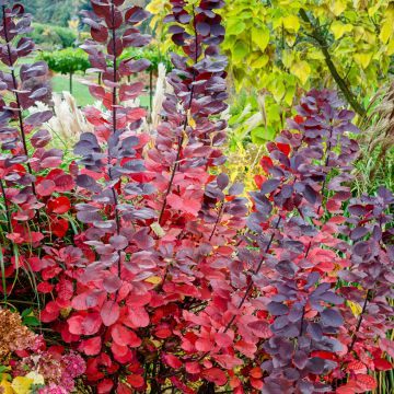 Cotinus Grace - Smoke Bush Cotinus Grace - Smoke Bush