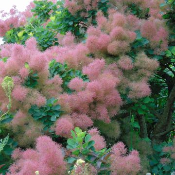 Cotinus coggygria Smokey Joe - Smoke Bush