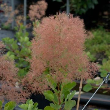 Cotinus coggygria - Smoke Bush