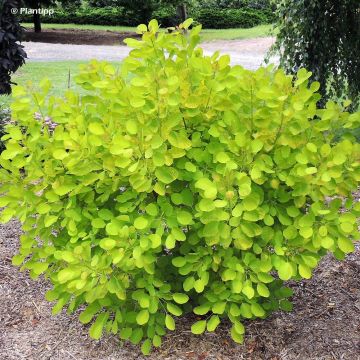 Cotinus coggygria Golden Lady - Smoke Bush