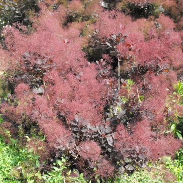 Cotinus coggygria Lilla - Smoke Bush