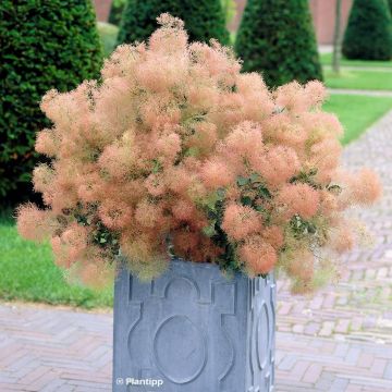 Cotinus coggygria Young Lady - Smoke Bush