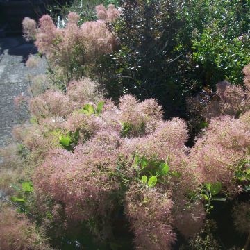 Cotinus coggygria Young Lady