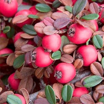 Cotoneaster Eichholz - Cotonéaster  de Dammer