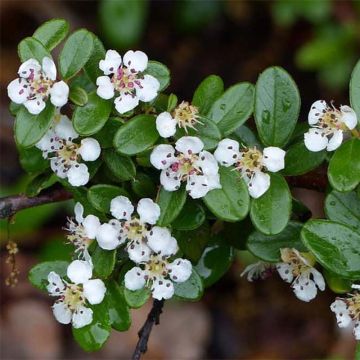 Cotoneaster suecicus Skogholm