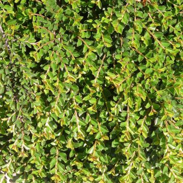 Cotoneaster adpressus