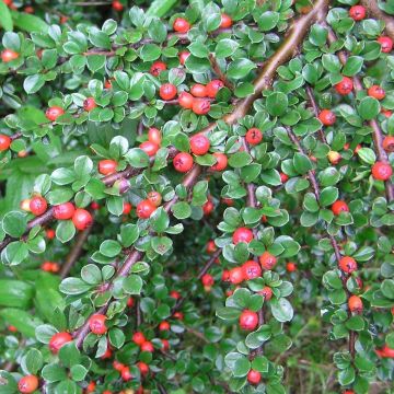 Cotoneaster dammeri Schoon